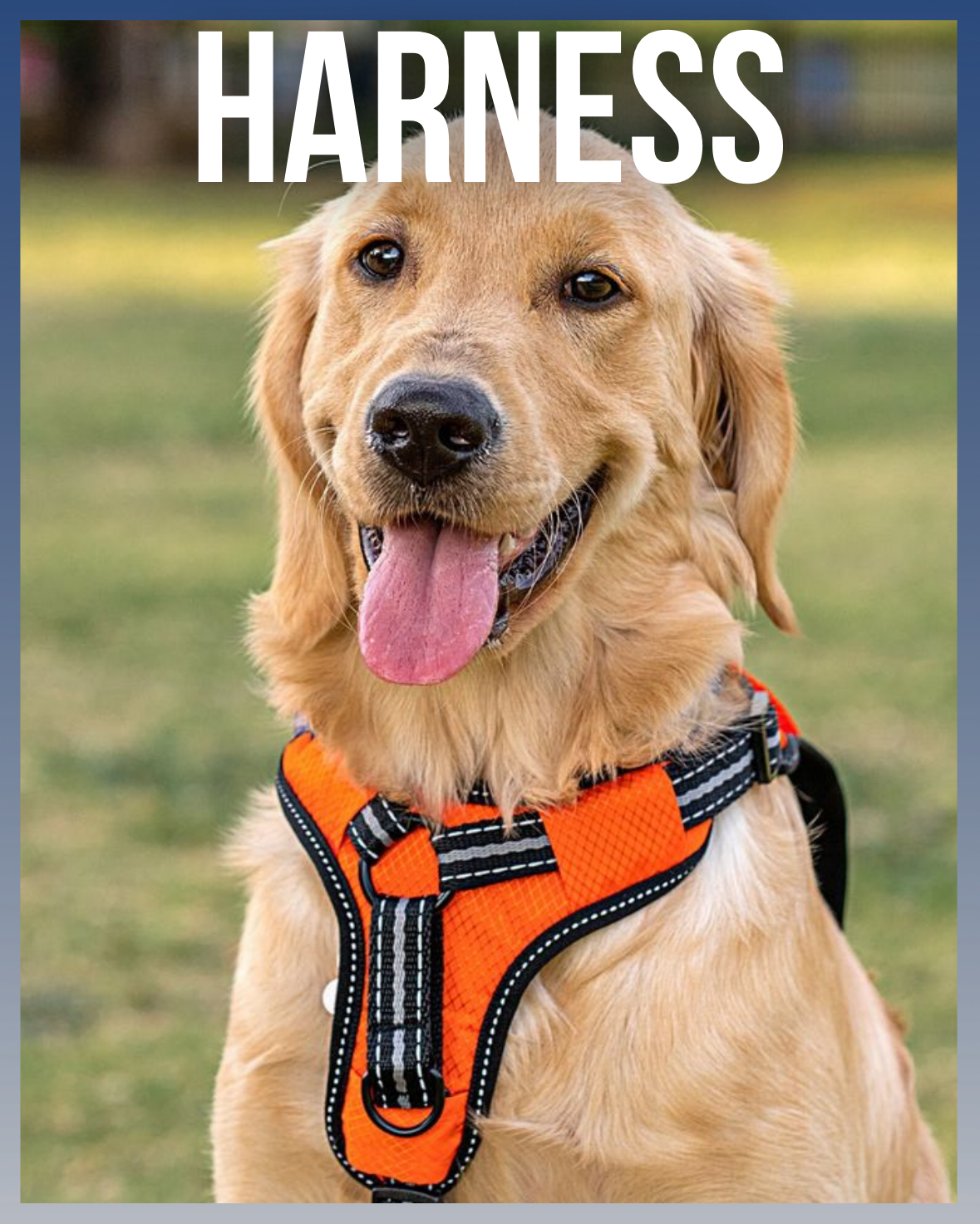 Harness